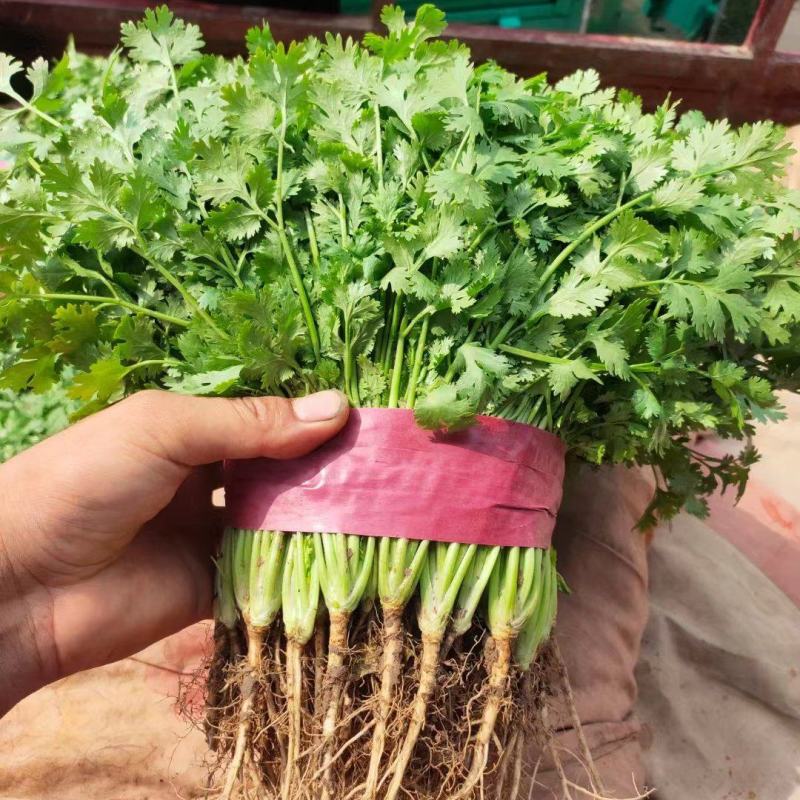 河北邯郸联邦蔬菜批发市场全部大掉价，需要的联系我
