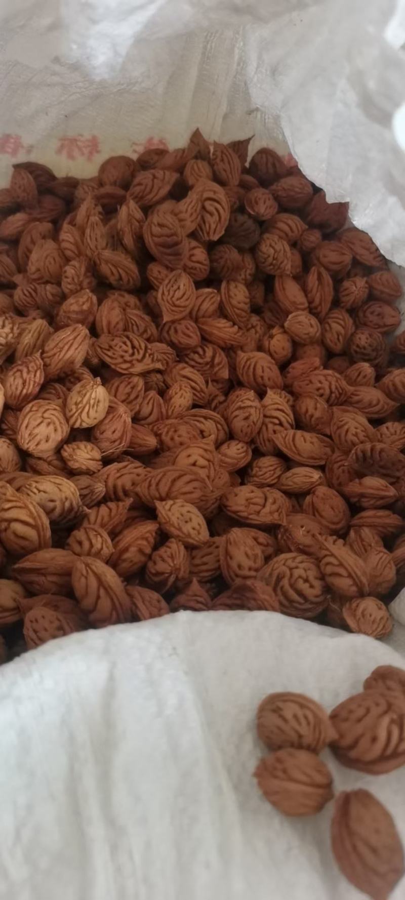 毛桃种子