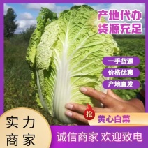 高山白菜黄心大白菜质优价廉耐运