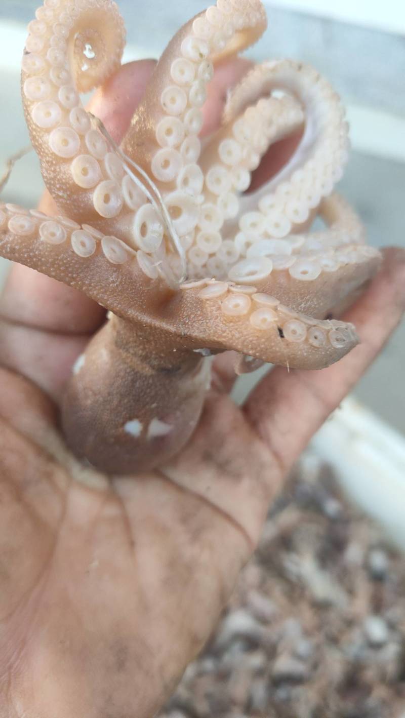 渤海湾全熟八爪鱼欢迎客商选购量大从优来电咨询一手货源