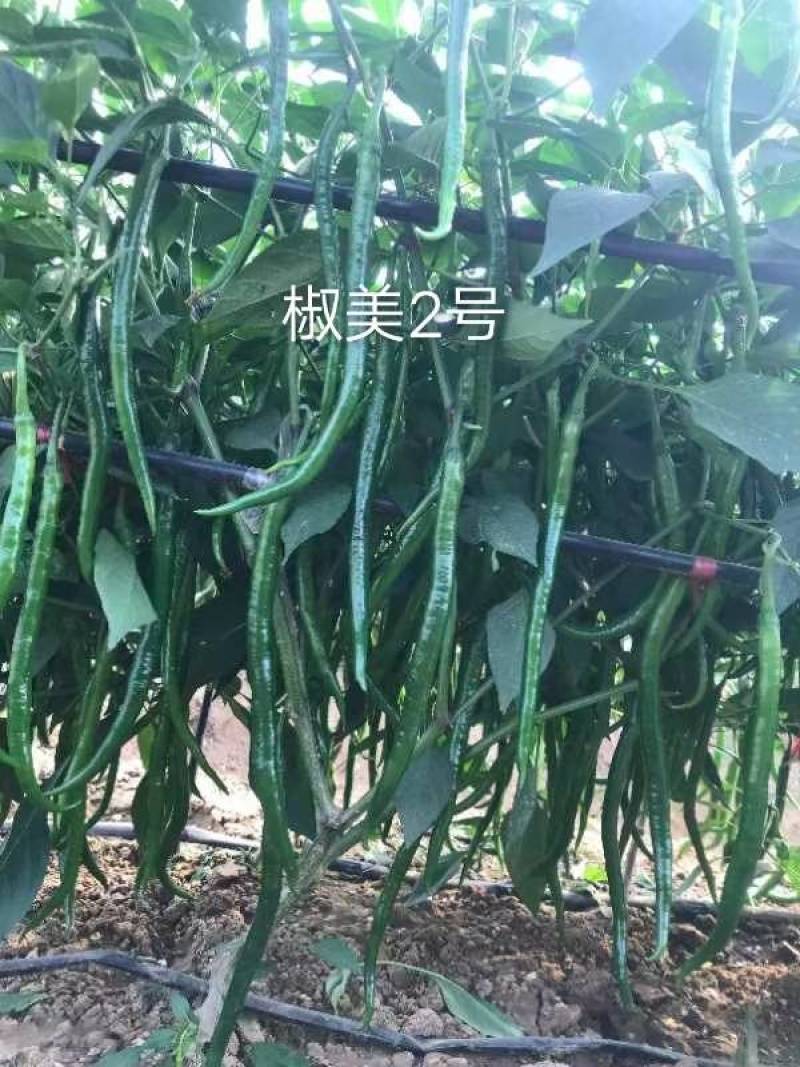 苏润椒美2号线椒种子青红两用加长薄皮条椒二荆条辣椒种子