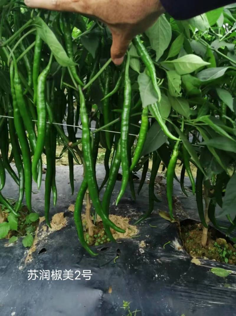 苏润椒美2号线椒种子青红两用加长薄皮条椒二荆条辣椒种子