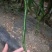 苏润椒美2号线椒种子青红两用加长薄皮条椒二荆条辣椒种子