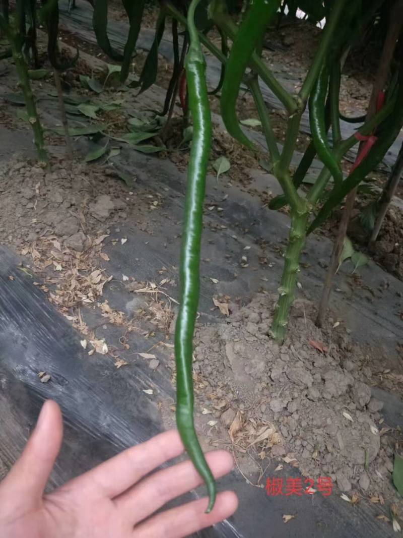 苏润椒美2号线椒种子青红两用加长薄皮条椒二荆条辣椒种子