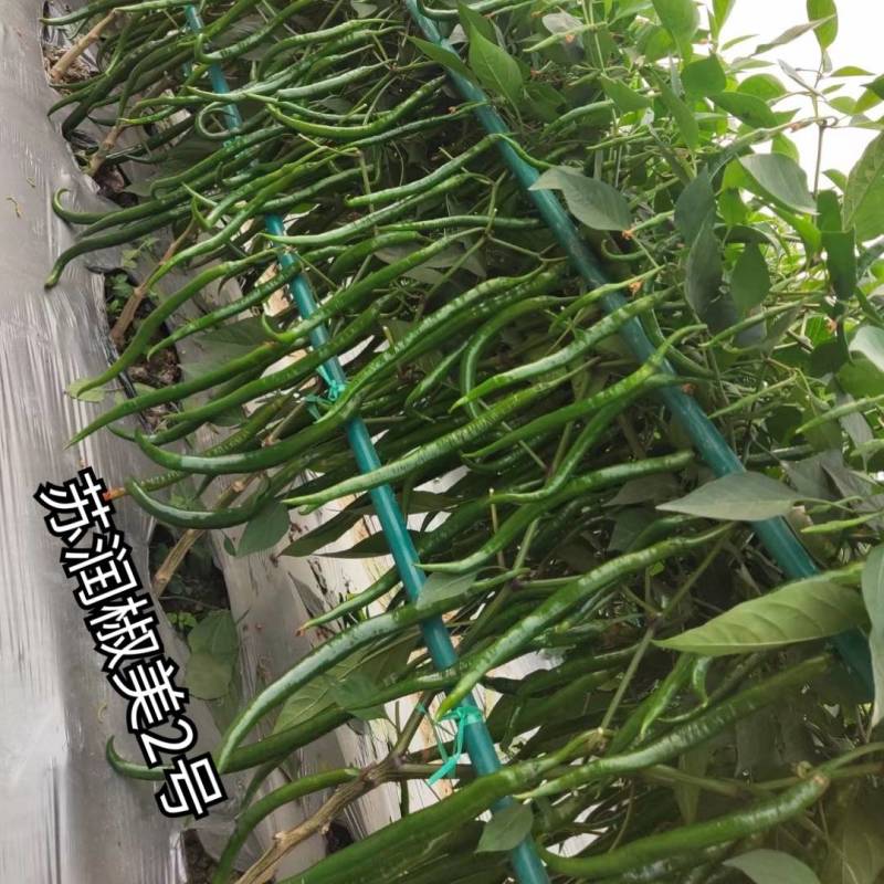 苏润椒美2号线椒种子青红两用加长薄皮条椒二荆条辣椒种子