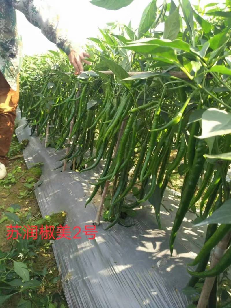 苏润椒美2号线椒种子青红两用加长薄皮条椒二荆条辣椒种子