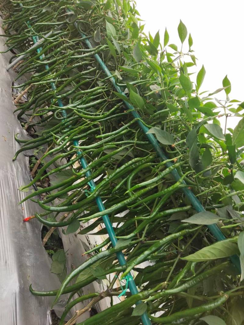 苏润椒美2号线椒种子青红两用加长薄皮条椒二荆条辣椒种子