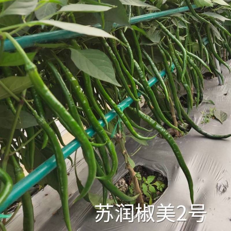 苏润椒美2号线椒种子青红两用加长薄皮条椒二荆条辣椒种子