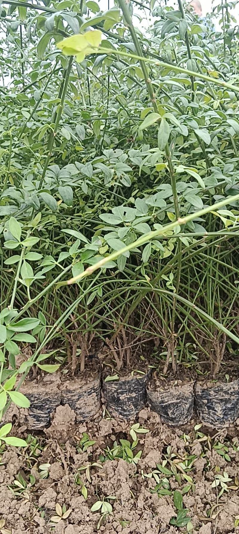 营养杯迎春花高70厘~100厘杯子12/13厘米
