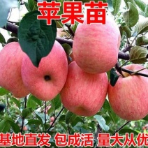 山西苹果苗包成活量大从优品质保证规格齐全欢迎联系