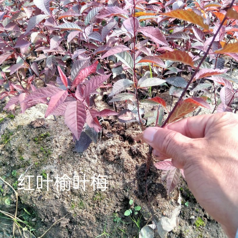 红叶榆叶梅小苗、红叶榆叶梅球，红叶榆叶工程苗。