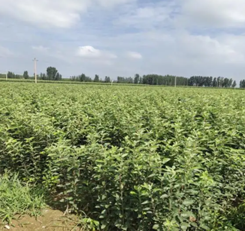 山西苹果苗包成活量大从优品质保证规格齐全欢迎联系