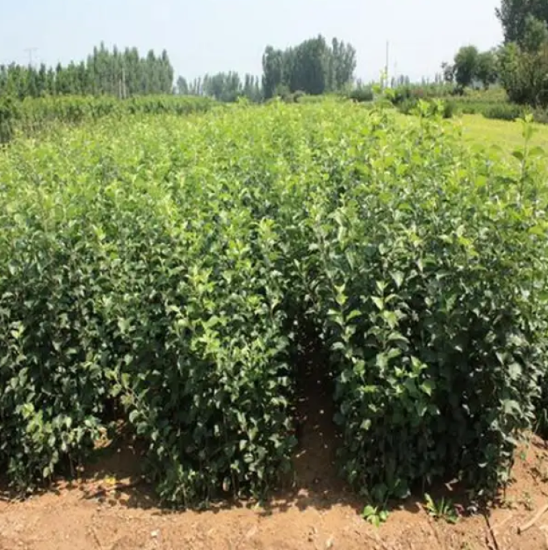 山西苹果苗包成活量大从优品质保证规格齐全欢迎联系