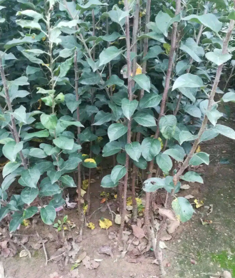 山西苹果苗包成活量大从优品质保证规格齐全欢迎联系