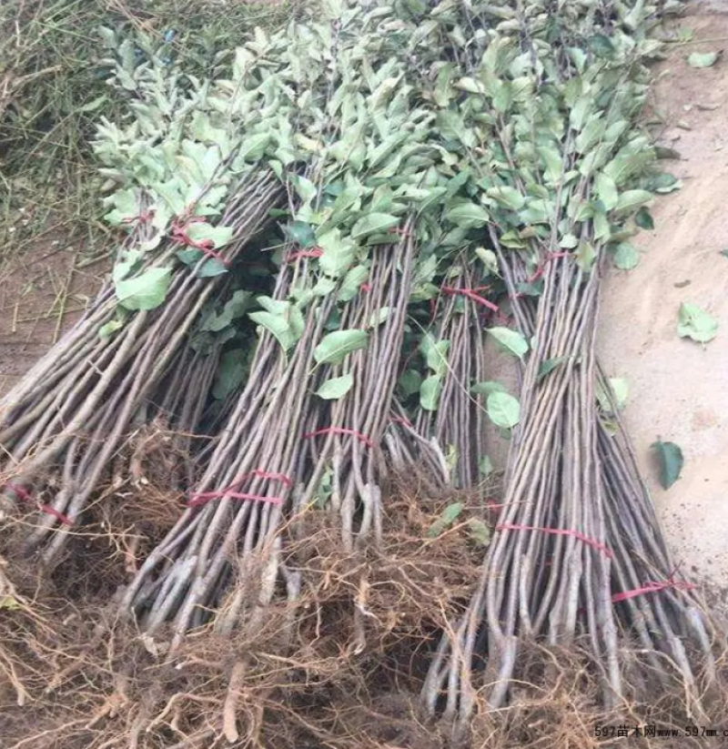 山西苹果苗包成活量大从优品质保证规格齐全欢迎联系