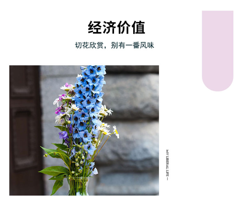 四季庭院大花飞燕草种子多年生宿根花卉易种易活花草植物