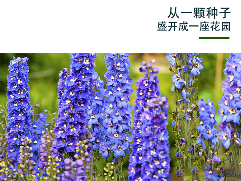 四季庭院大花飞燕草种子多年生宿根花卉易种易活花草植物