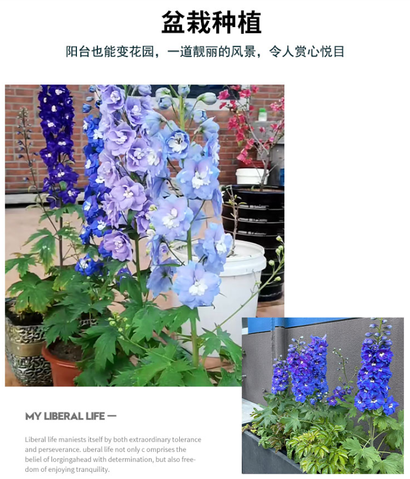四季庭院大花飞燕草种子多年生宿根花卉易种易活花草植物