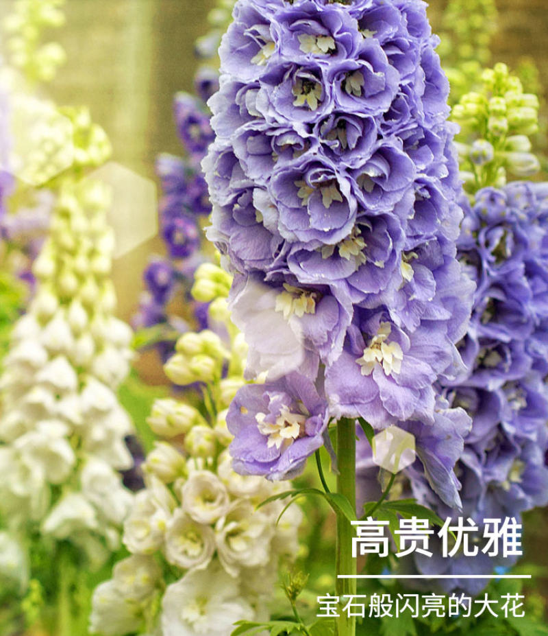 四季庭院大花飞燕草种子多年生宿根花卉易种易活花草植物