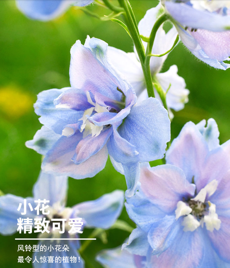 四季庭院大花飞燕草种子多年生宿根花卉易种易活花草植物