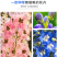 四季庭院大花飞燕草种子多年生宿根花卉易种易活花草植物