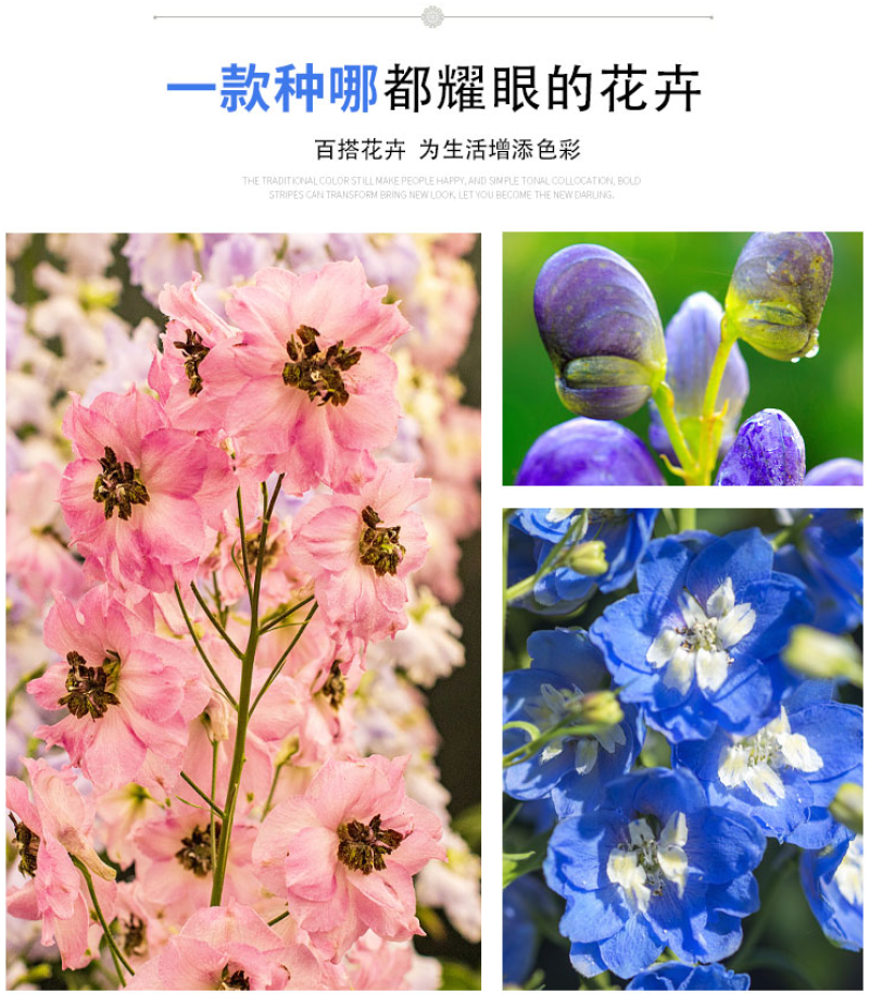 四季庭院大花飞燕草种子多年生宿根花卉易种易活花草植物