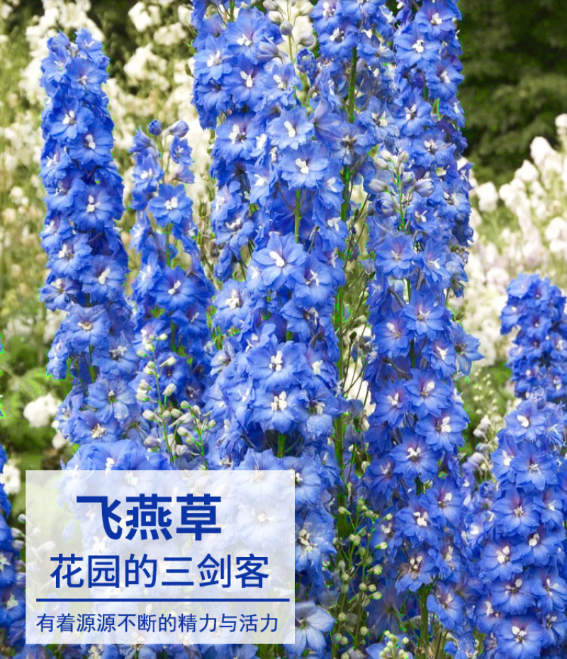 四季庭院大花飞燕草种子多年生宿根花卉易种易活花草植物