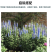 四季庭院大花飞燕草种子多年生宿根花卉易种易活花草植物