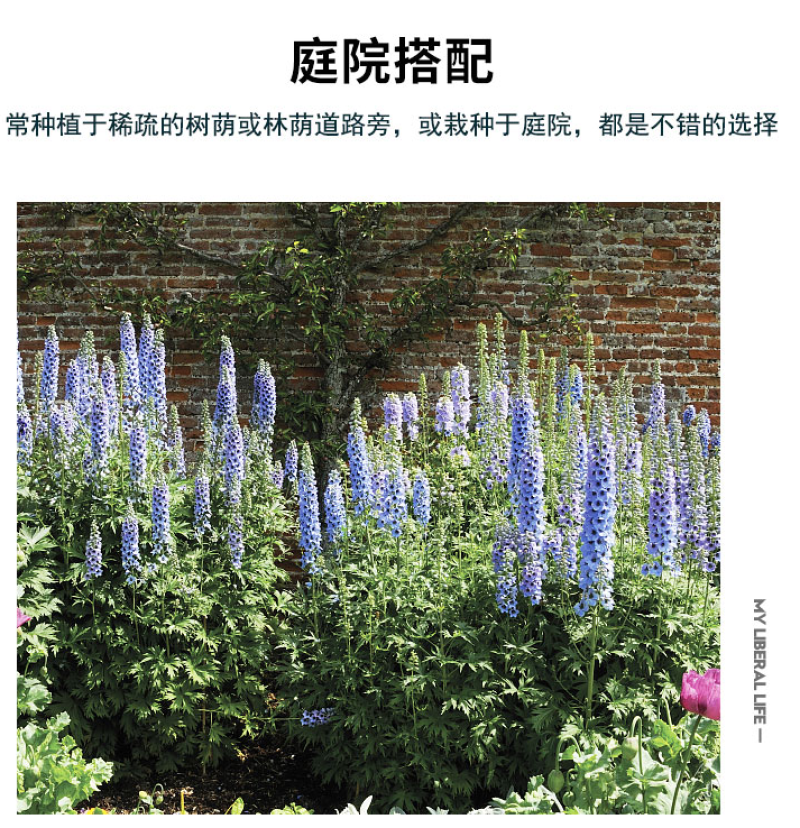 四季庭院大花飞燕草种子多年生宿根花卉易种易活花草植物