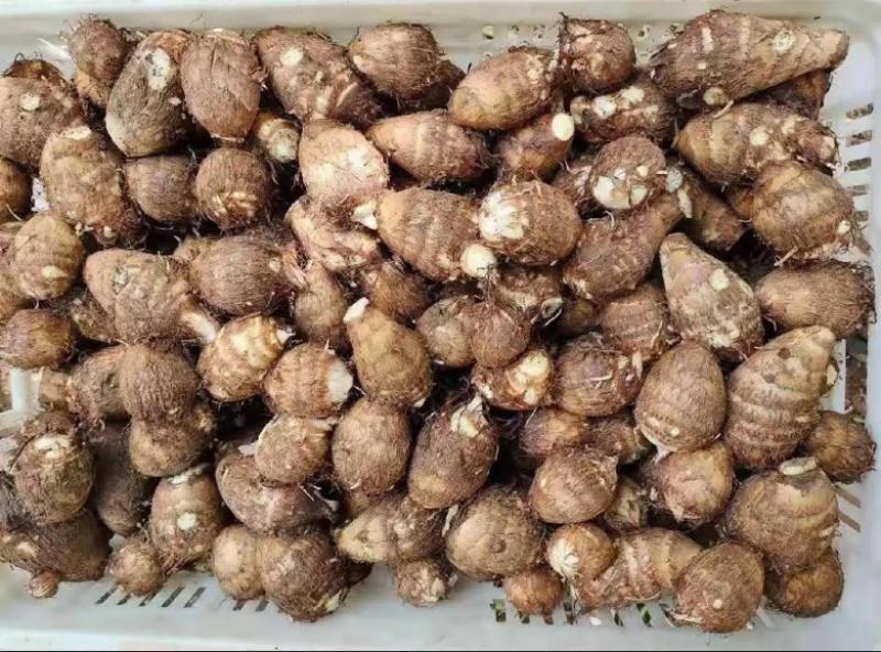 山东芋头山东毛芋头芋头8250规格齐全