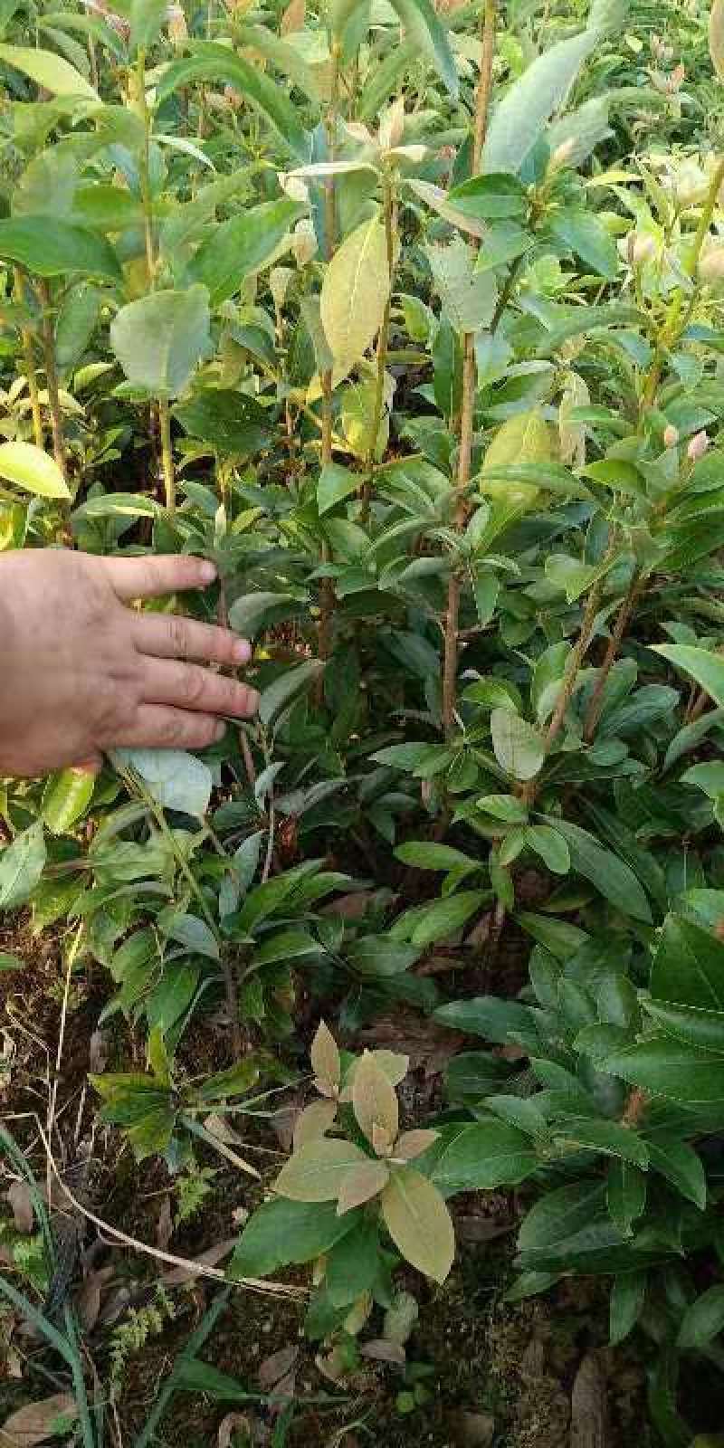 老鹰茶苗，基地货源，易栽种，规格齐全，价格合理，电联