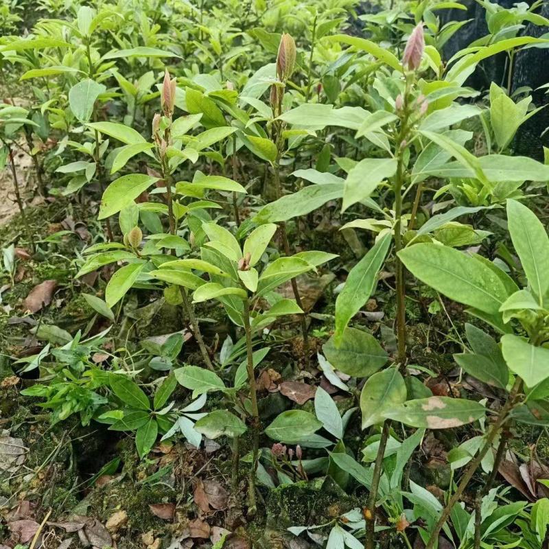 老鹰茶苗，基地货源，易栽种，规格齐全，价格合理，电联