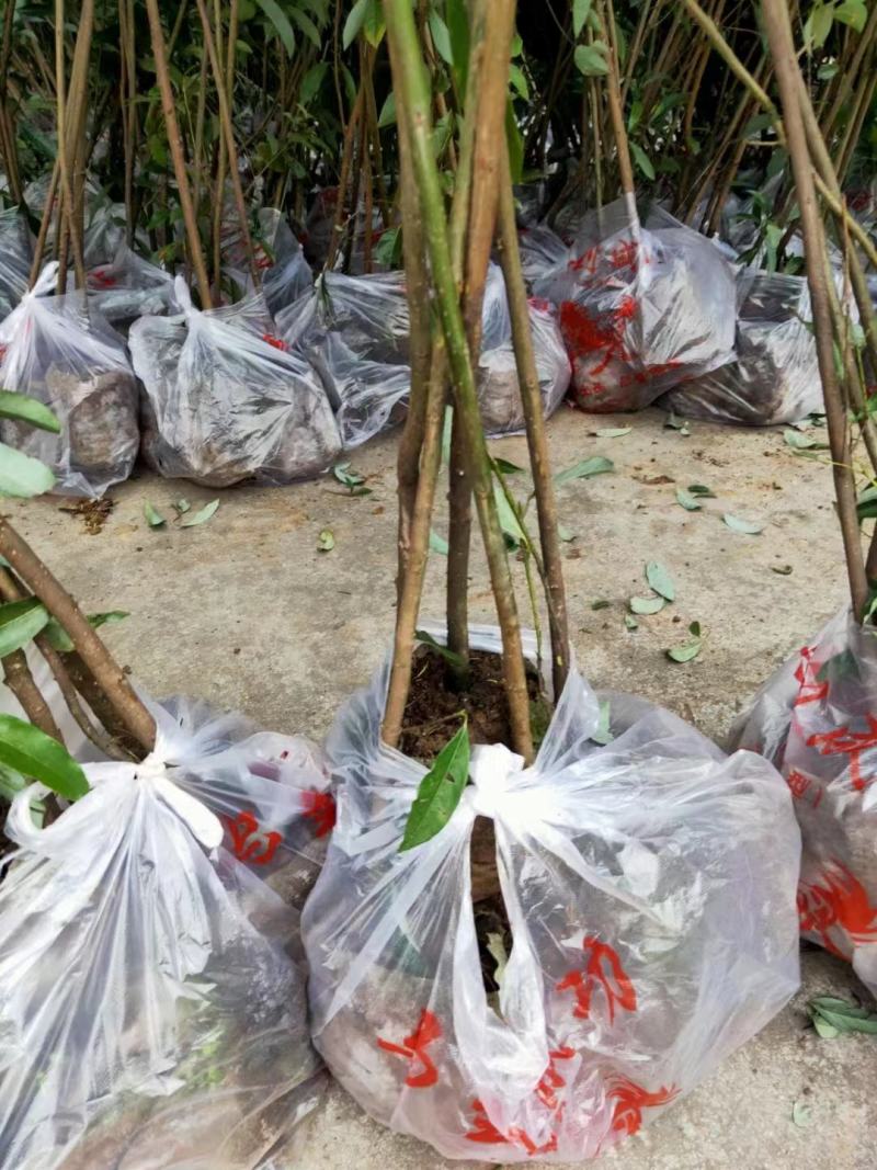 老鹰茶苗，基地货源，易栽种，规格齐全，价格合理，电联