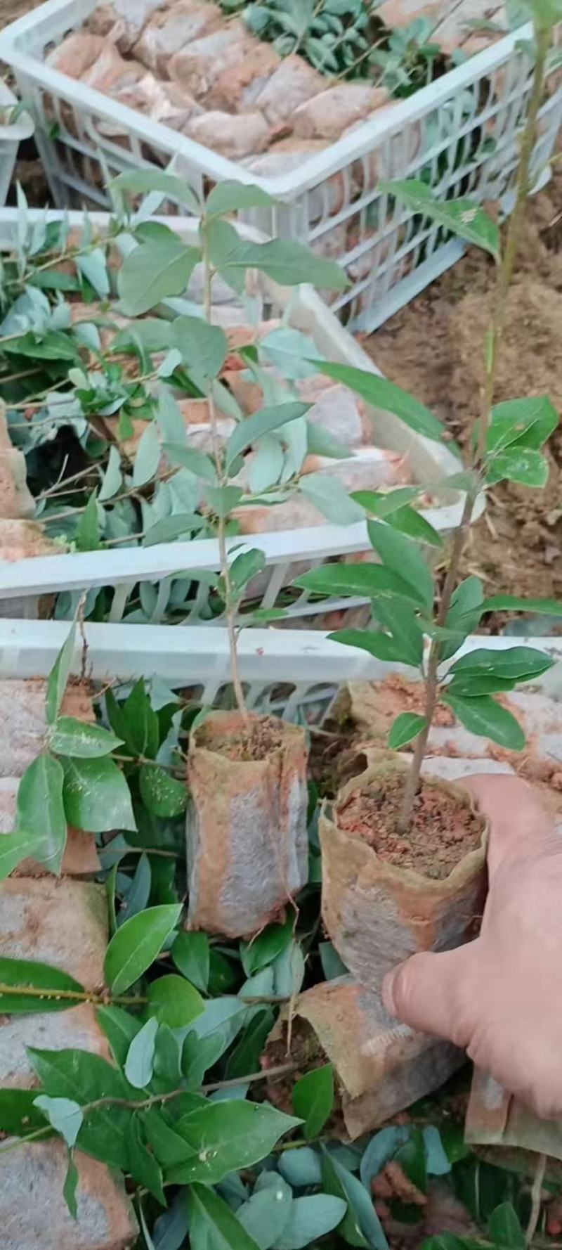 老鹰茶苗，基地货源，易栽种，规格齐全，价格合理，电联