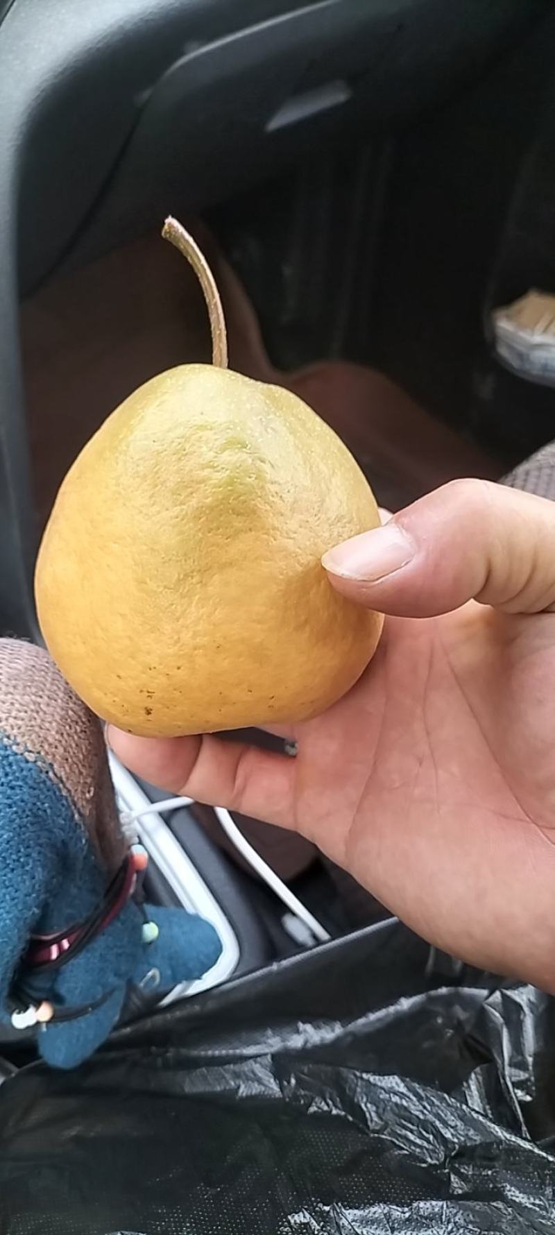 金脆香梨