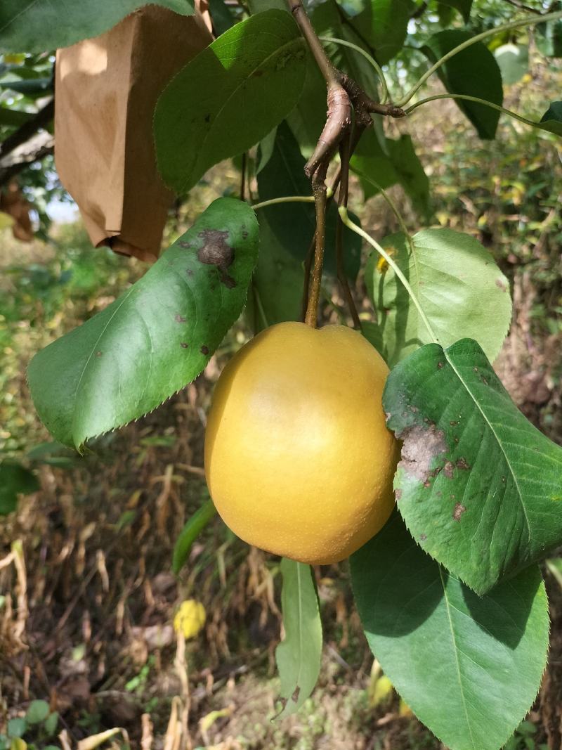 金脆香梨