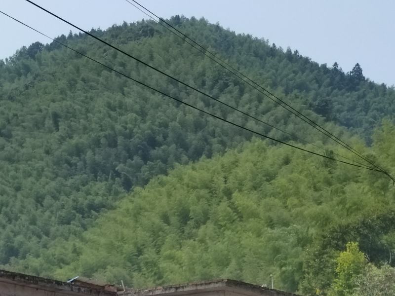 楠竹