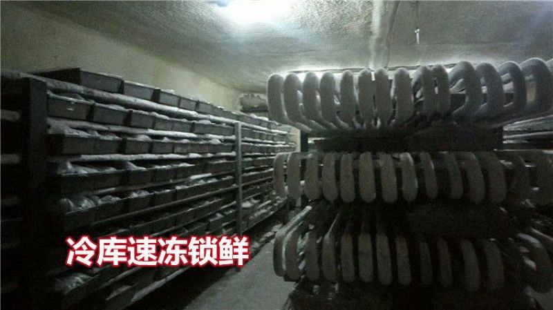 单冻鼓眼鱼，批发！青岛本地特产，青岛发货！