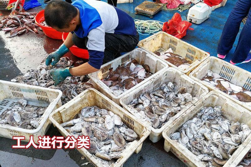 单冻鼓眼鱼，批发！青岛本地特产，青岛发货！