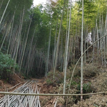 楠竹