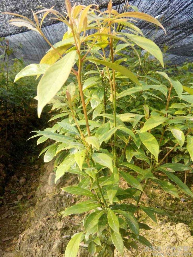 金丝楠木苗，基地供货易成活，价格合理，质量保证，欢迎电联