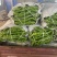 【螺丝椒】内黄产地直供鲜辣椒螺丝椒品质好价格美丽承接电商