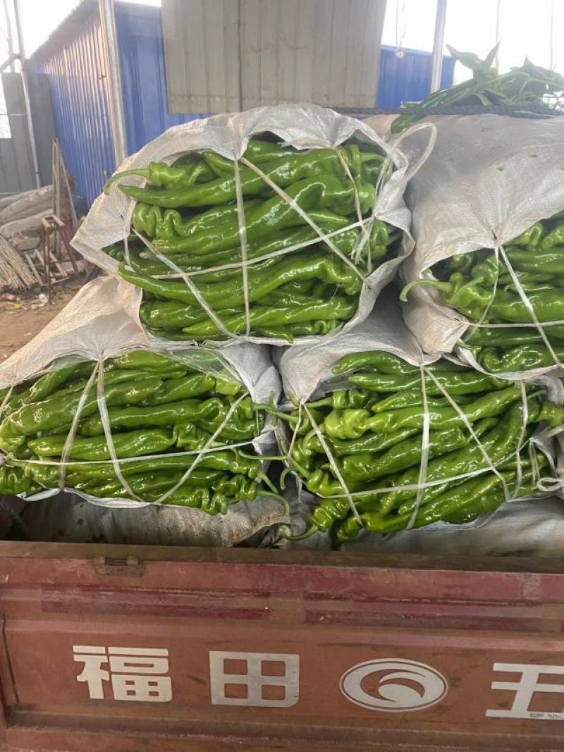 【螺丝椒】内黄产地直供鲜辣椒螺丝椒品质好价格美丽承接电商