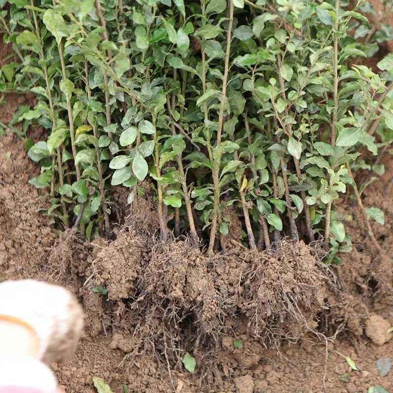 金弹子苗，基地供货货源充足易成活价格合理欢迎电联