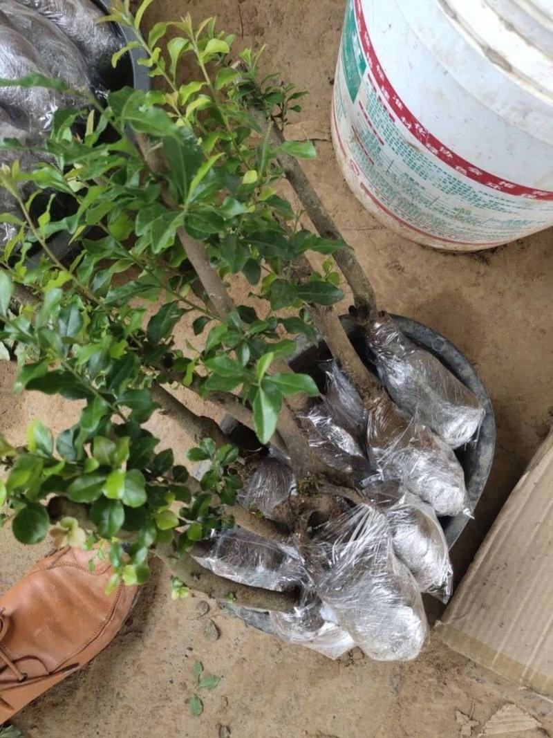 金弹子苗，基地供货货源充足易成活价格合理欢迎电联