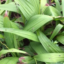 紫花三叉白芨块茎苗种