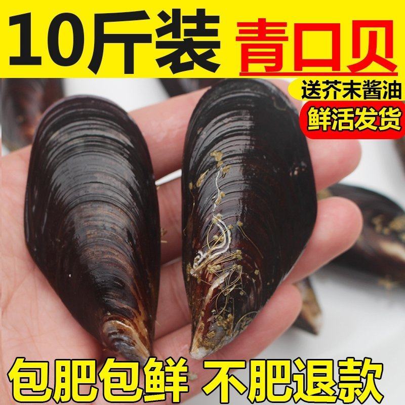 鲜活特大青口贝新鲜大海虹淡菜贻贝贝类水产10斤装