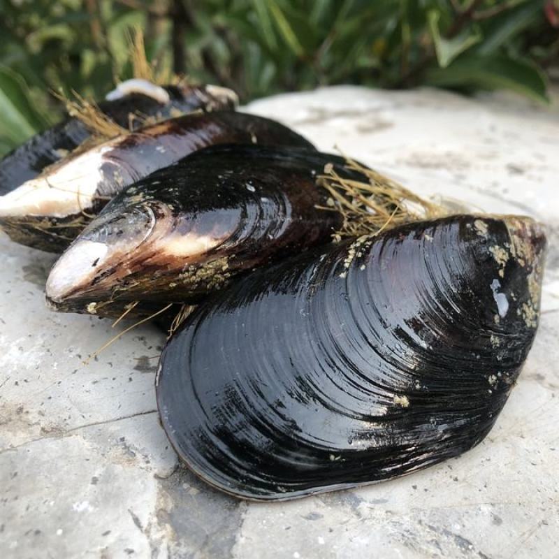 鲜活特大青口贝新鲜大海虹淡菜贻贝贝类水产10斤装