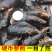鲜活特大青口贝新鲜大海虹淡菜贻贝贝类水产10斤装