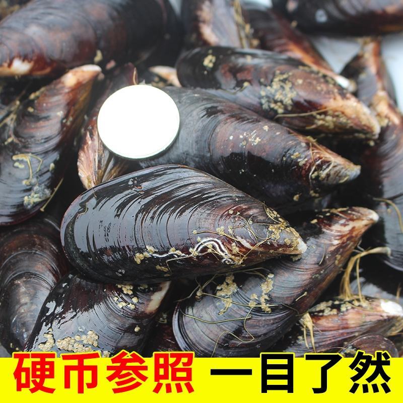 鲜活特大青口贝新鲜大海虹淡菜贻贝贝类水产10斤装